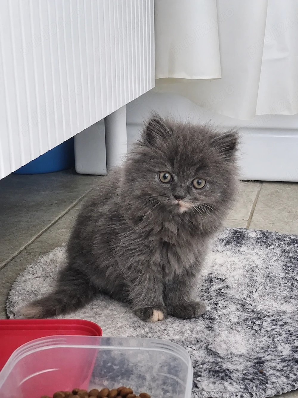 Vand 2 pisicute (una alba si una gri) tata persan si mama angora turceasca