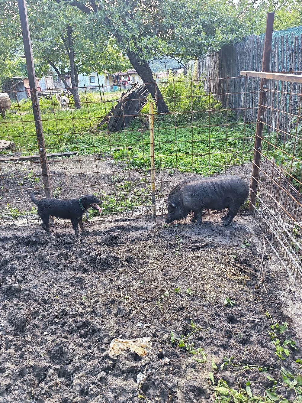 Caine de vânătoare Jagdterrier mascul 