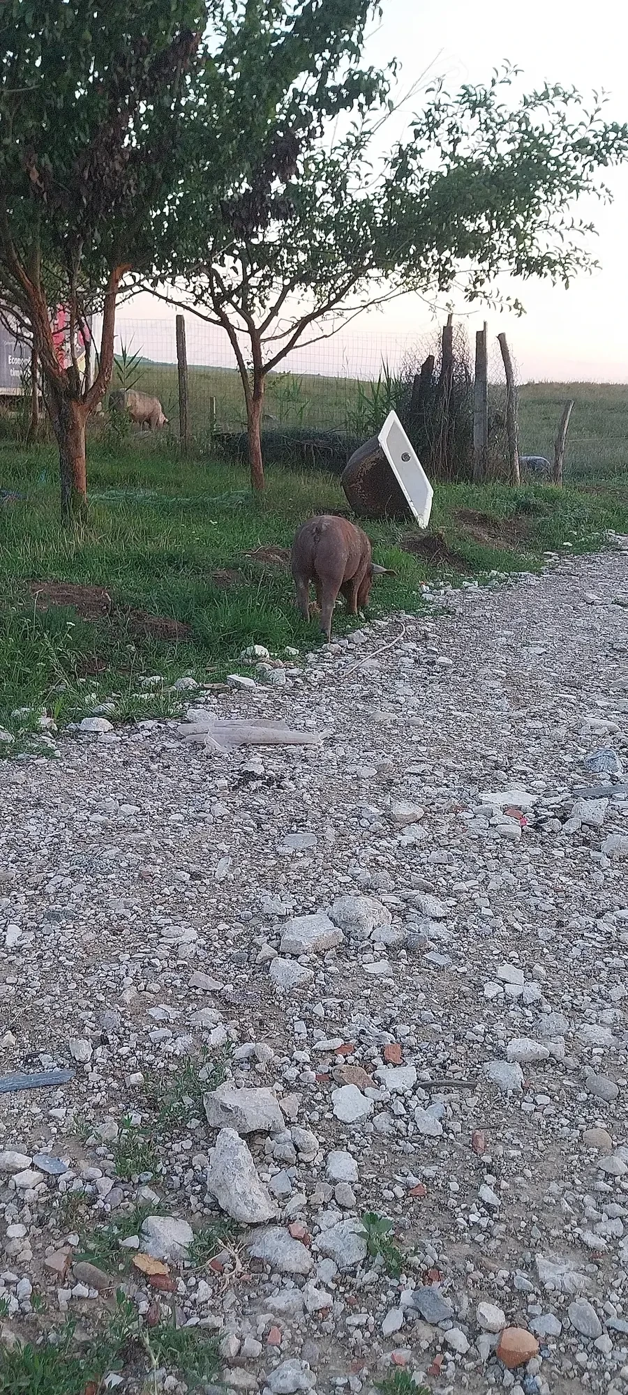 Purcei de 2 luni jumate