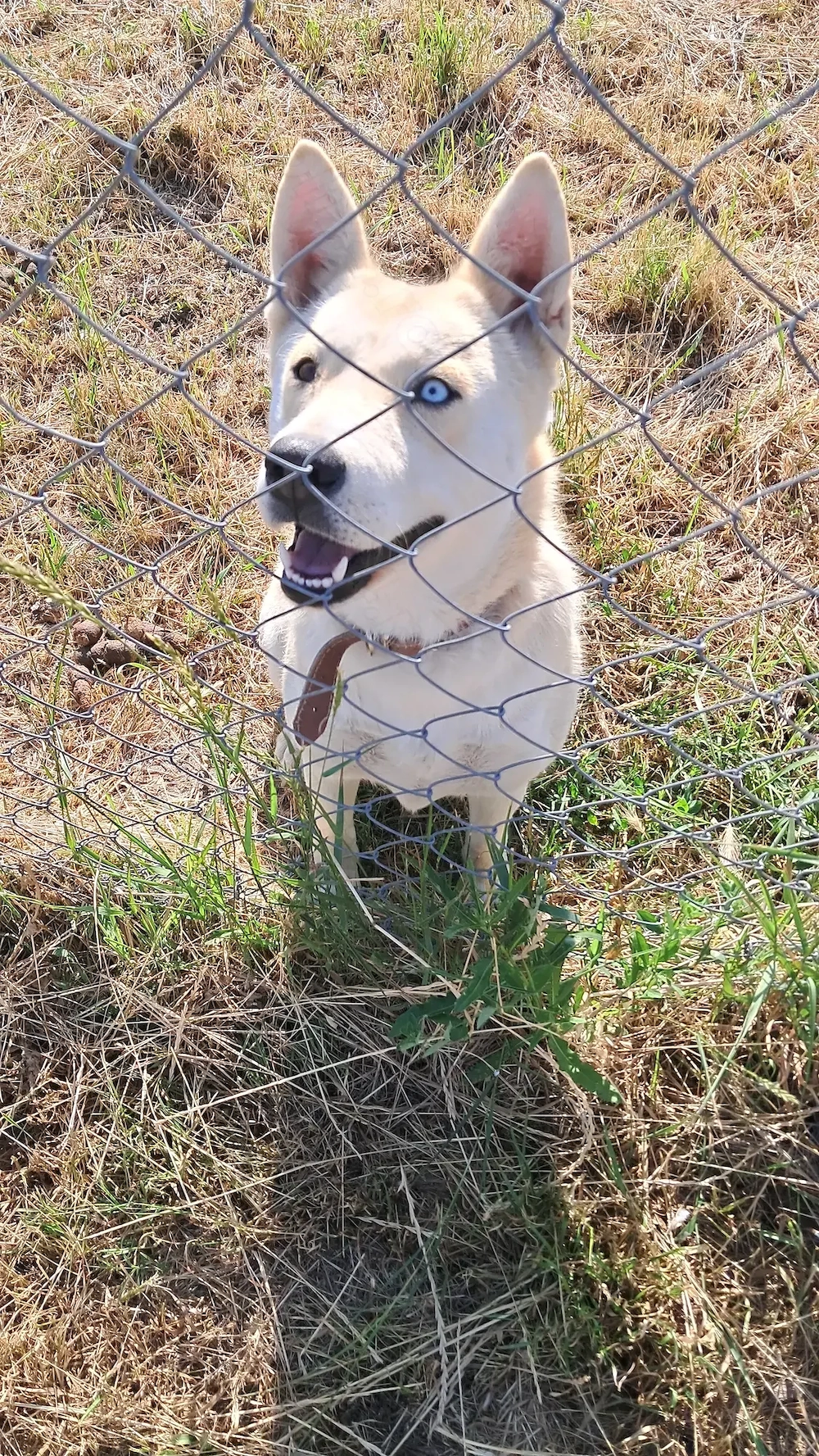 Dau spre adopție cățelușă Husky metis   Chow-Chow 