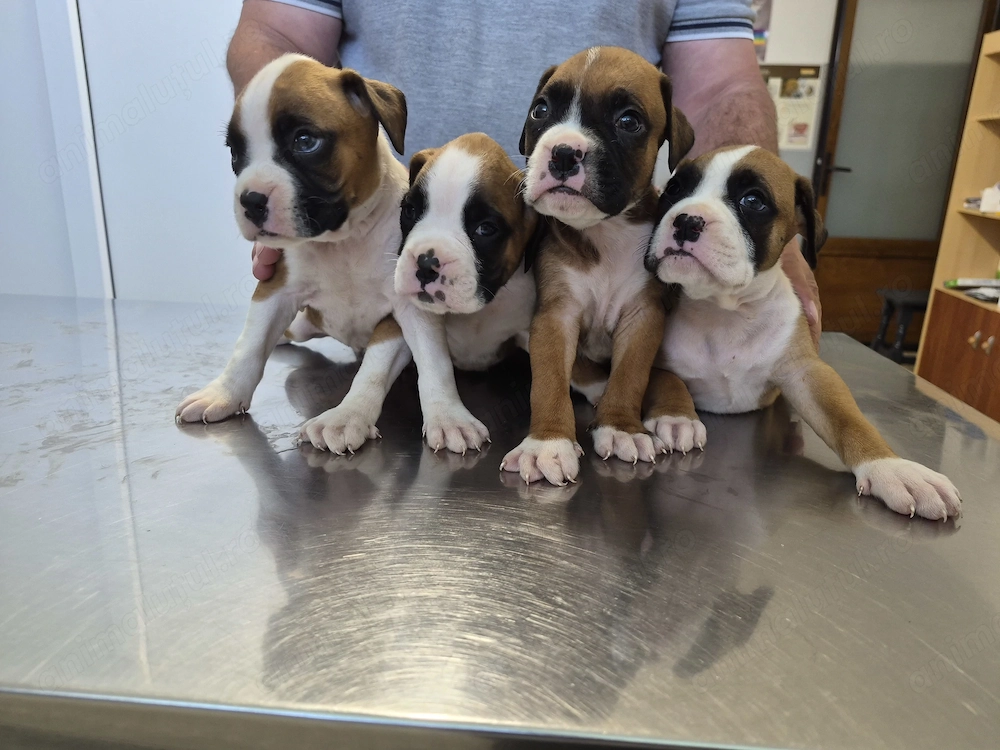 Catei Boxer