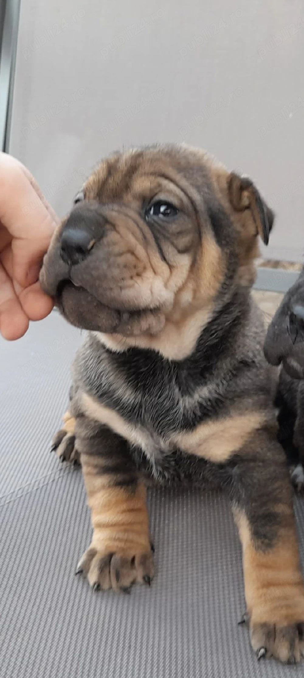 Catelusa shar-pei