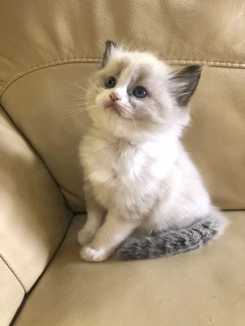Ragdoll ochii albastri