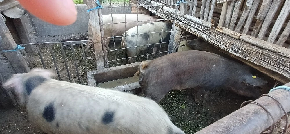 porci grasi intre 120 si 200kg