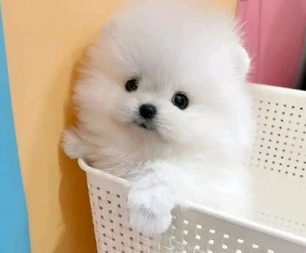 Pomeranian mini toy 