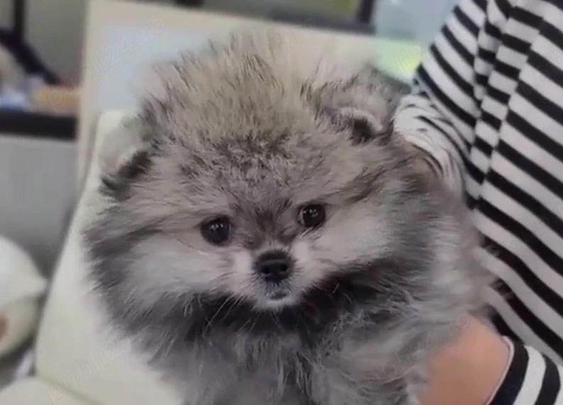 Pomeranian mini toy