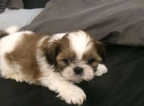 Shih-tzu talie mica