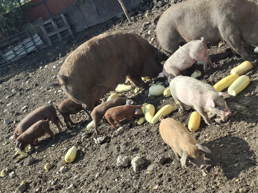 Purcei și porci de vânzare 
