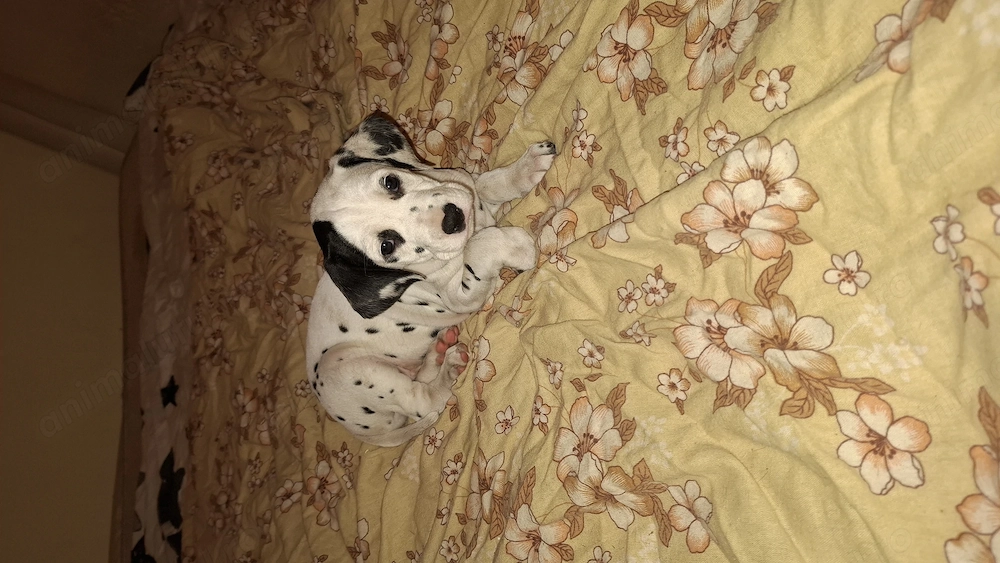 Catelusi dalmatieni in varsta de 7 saptamani