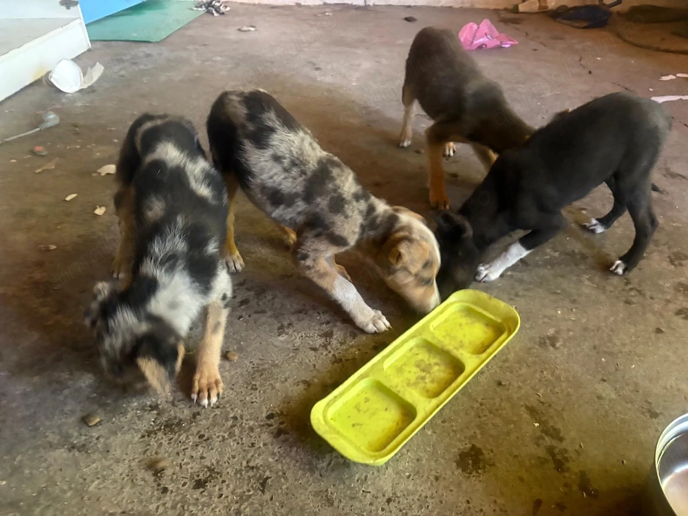 Adopta un catelus 4 luni