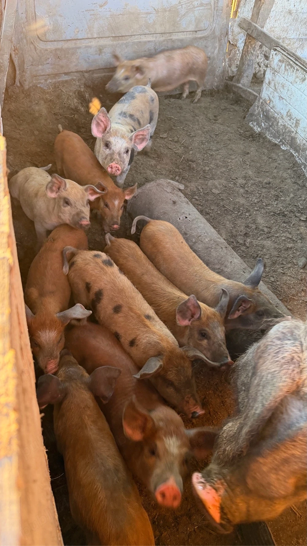 Vând purcei de 8 săptămâni