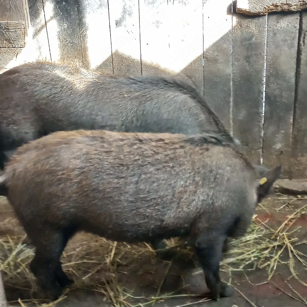 Vier si scoafa mistretii  de vânzare 