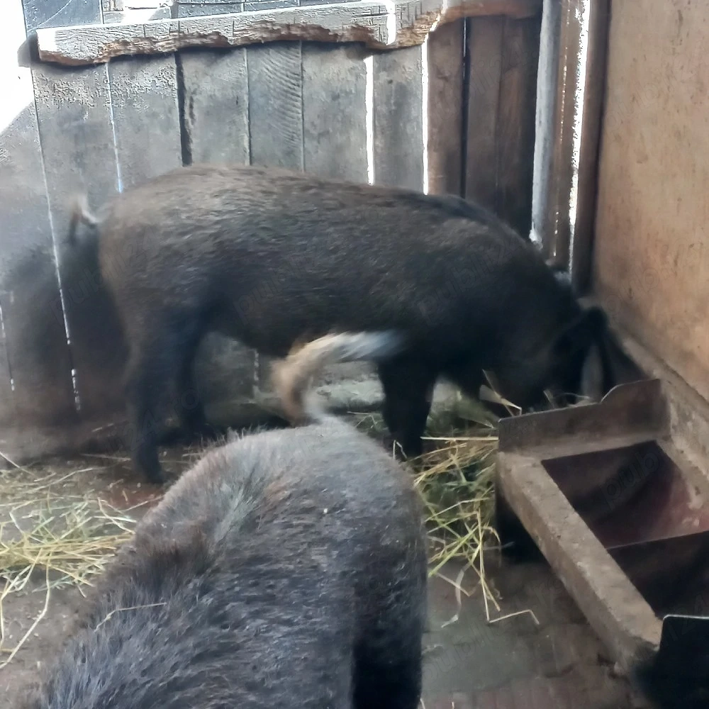 Purcea si vier mistretii  de vânzare 