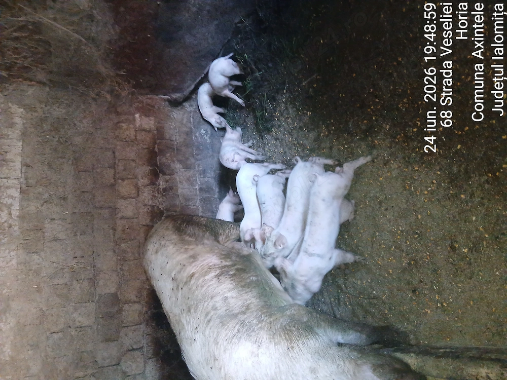 Vier de vanzare 220-230 kg. 7 grasuni de vanzare 50-60 kg. Purcei de vanzare in 2 saptamani.