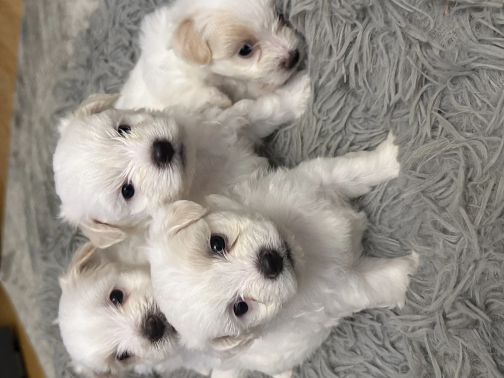 Catelusi bichon maltez x havanez 5 saptamani