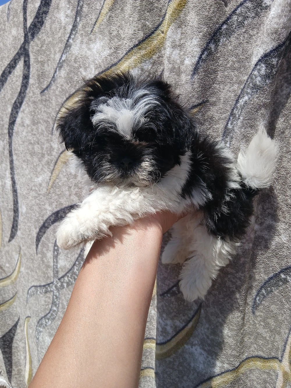 vand catelus shih tzu  de 8 saptamni 