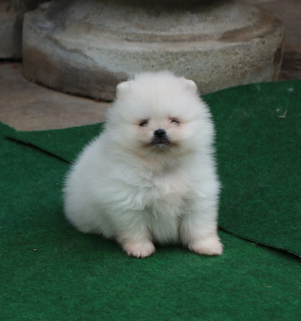 Vand catei Pomeranian alb toy si mini toy, cu pedigre FCI