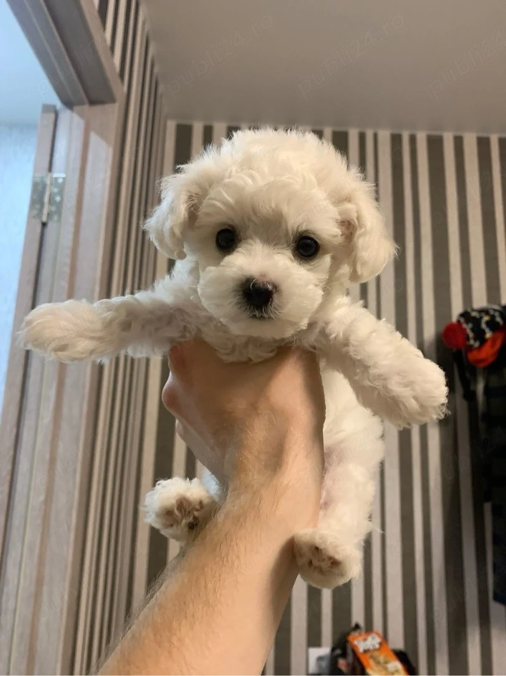 bichon maltez mini toy 