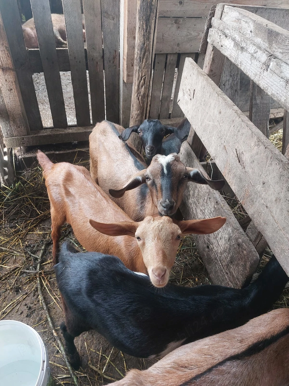 Iezi buni de vanzare 