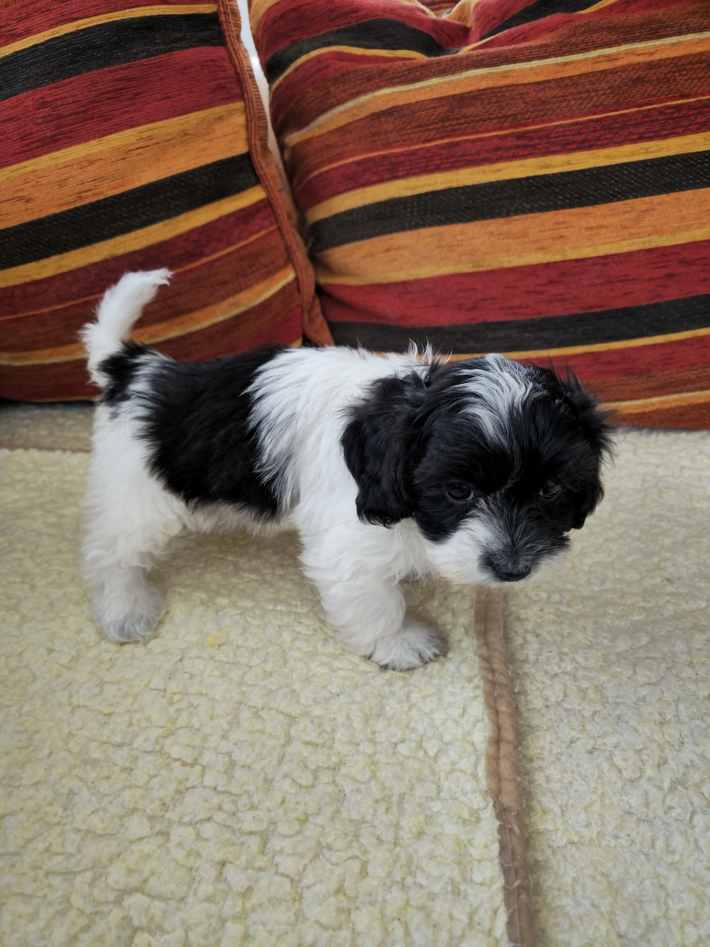 Bichon havanez fetita
