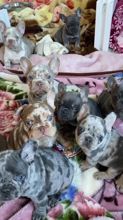Bulldog francez diferite culori transport gratuit 