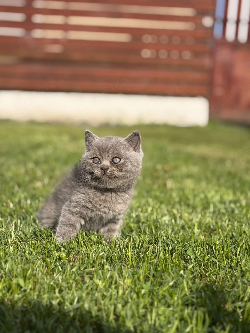 British shorthair