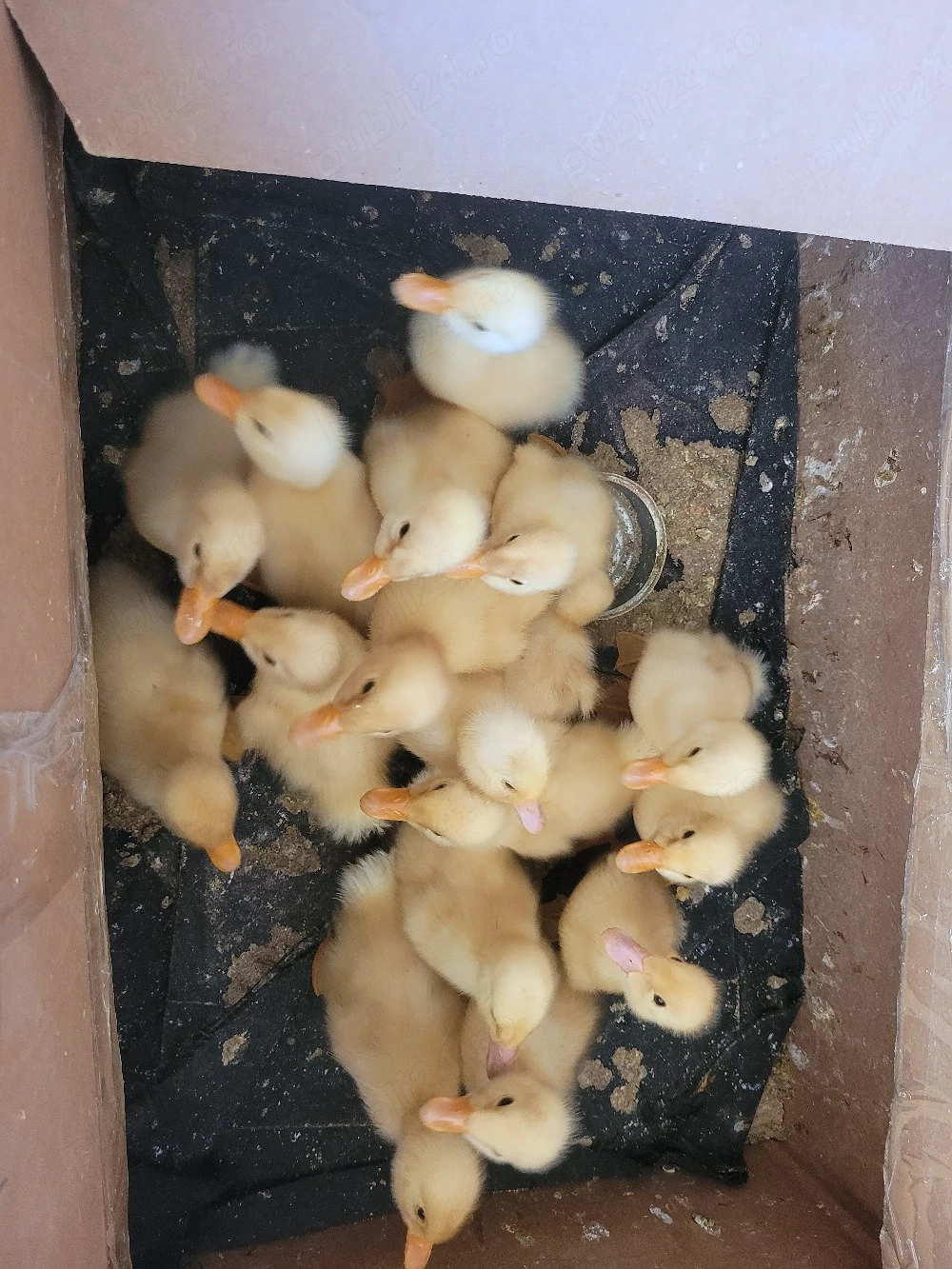 Boboci de rață