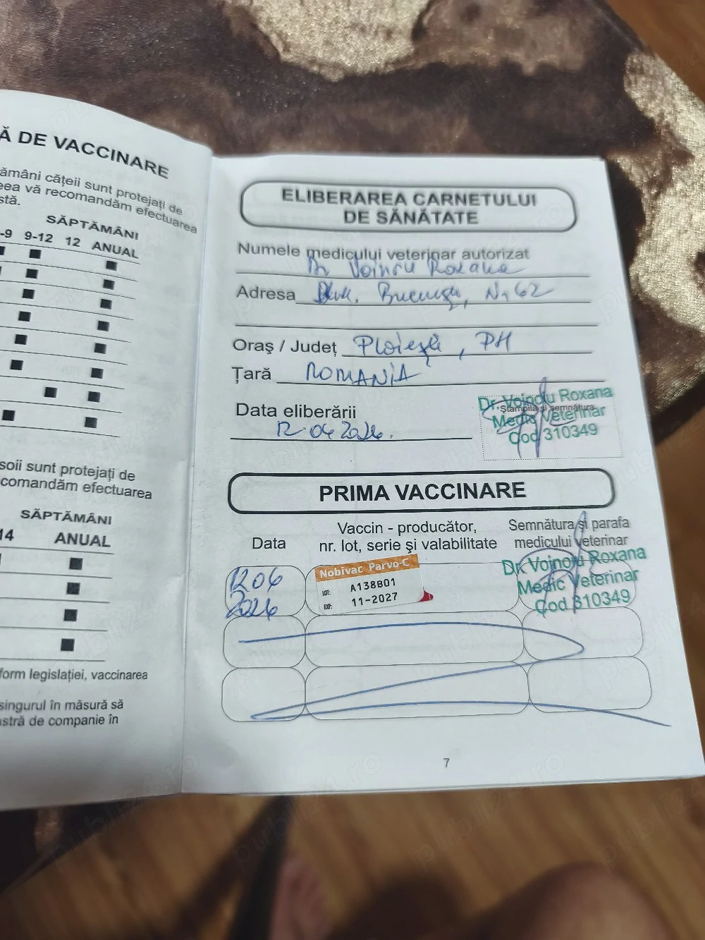 teckel mascul 2 luni
