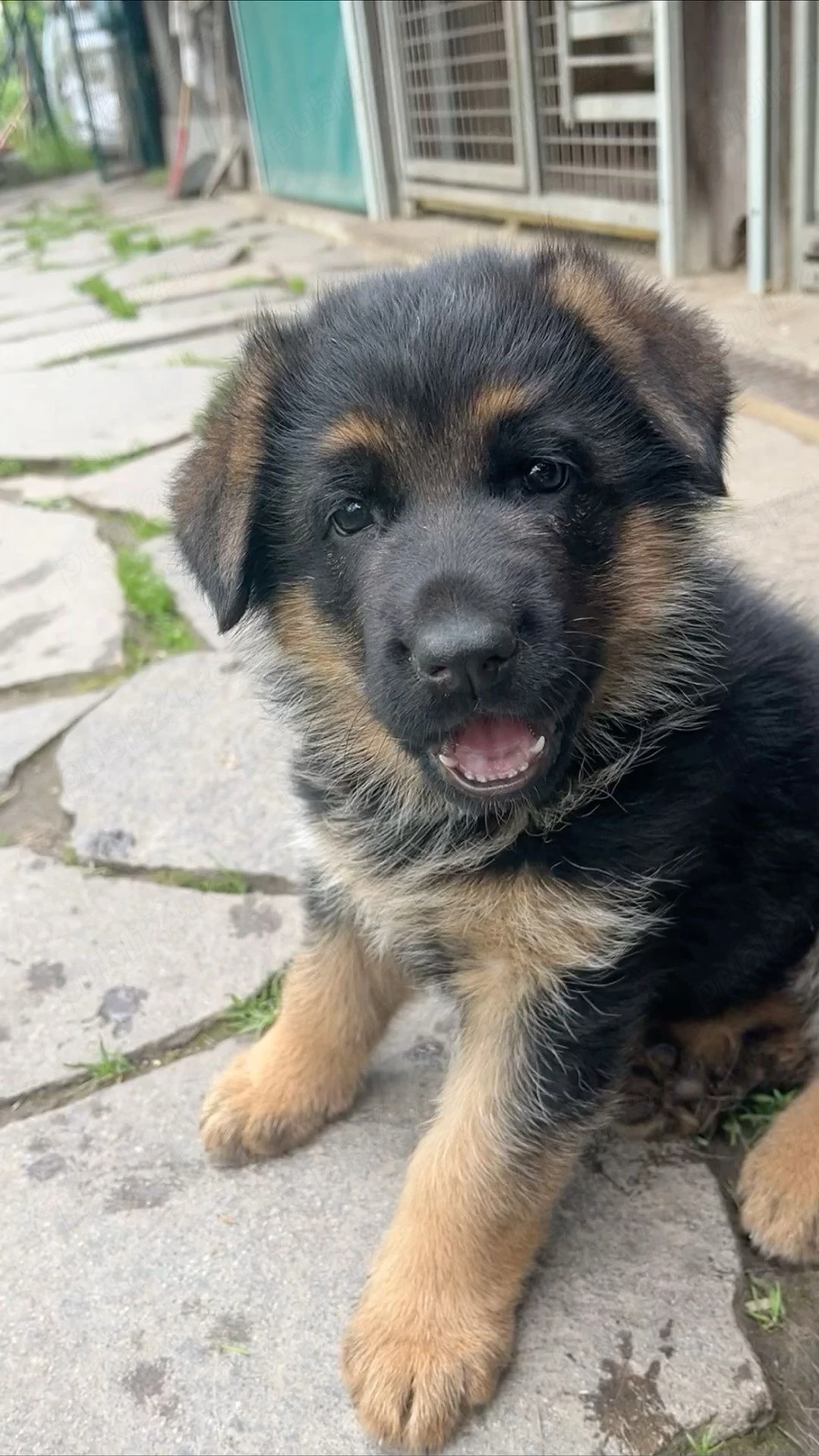 Ciobanesc German 