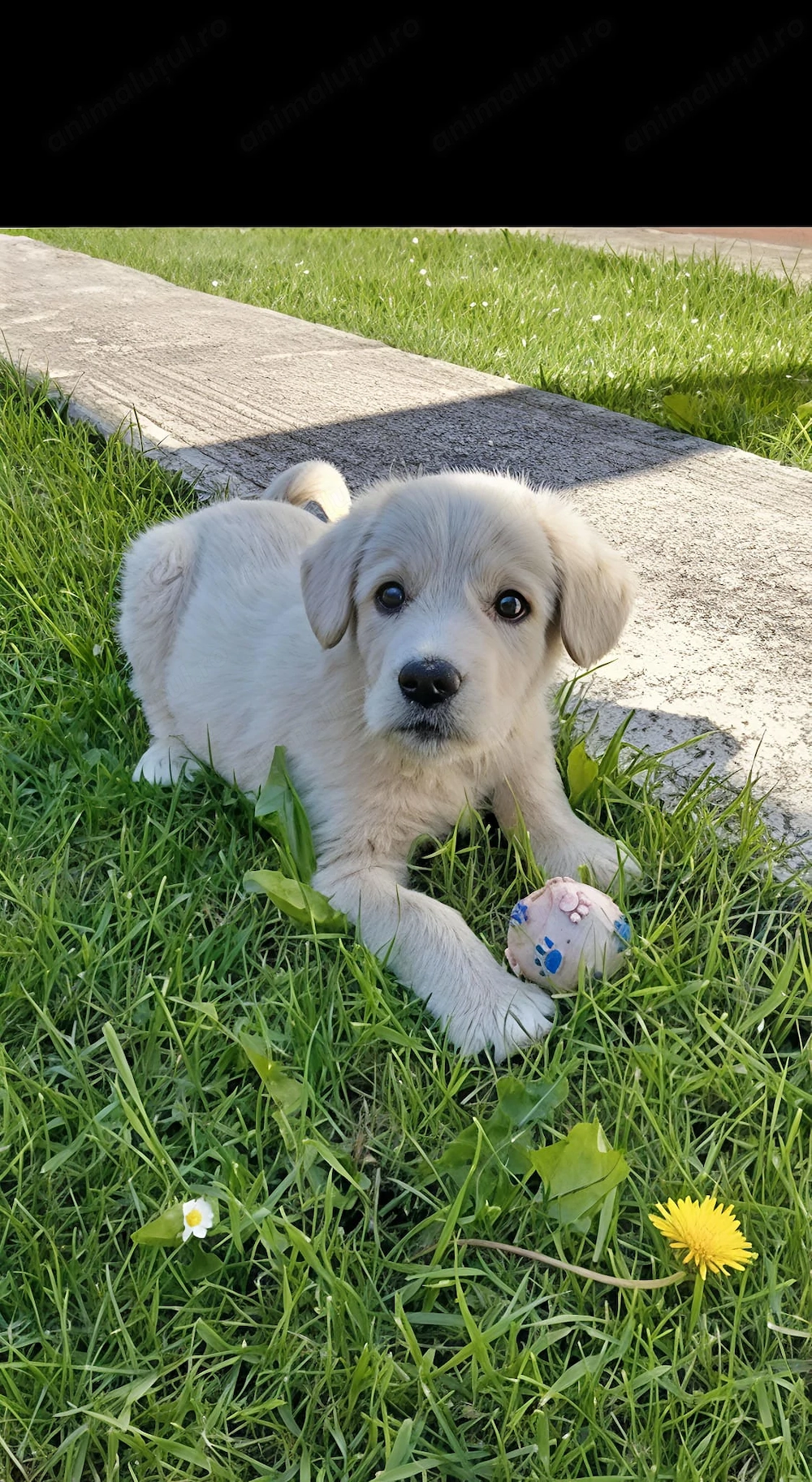 Labrador Retriever mascul, 2 luni   Leo