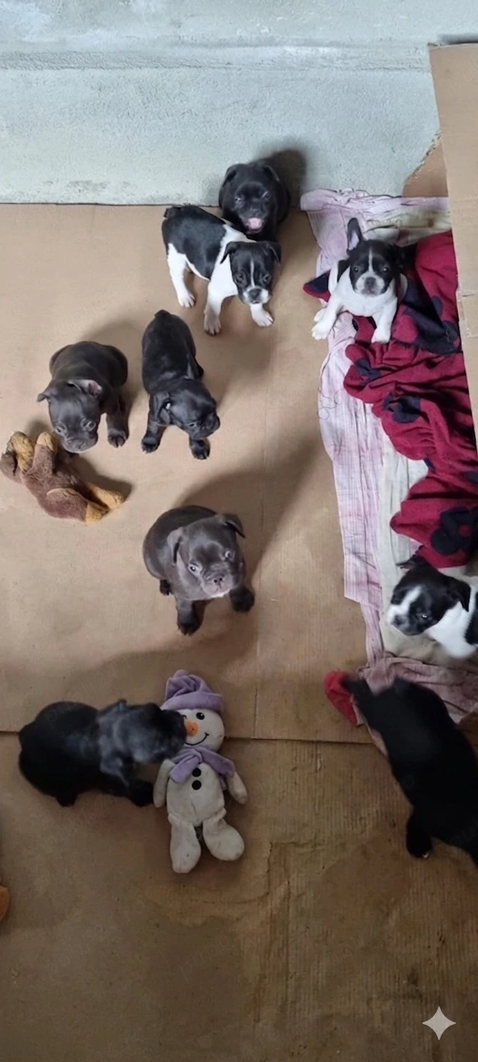 Pui Bulldog Francez deosebiti