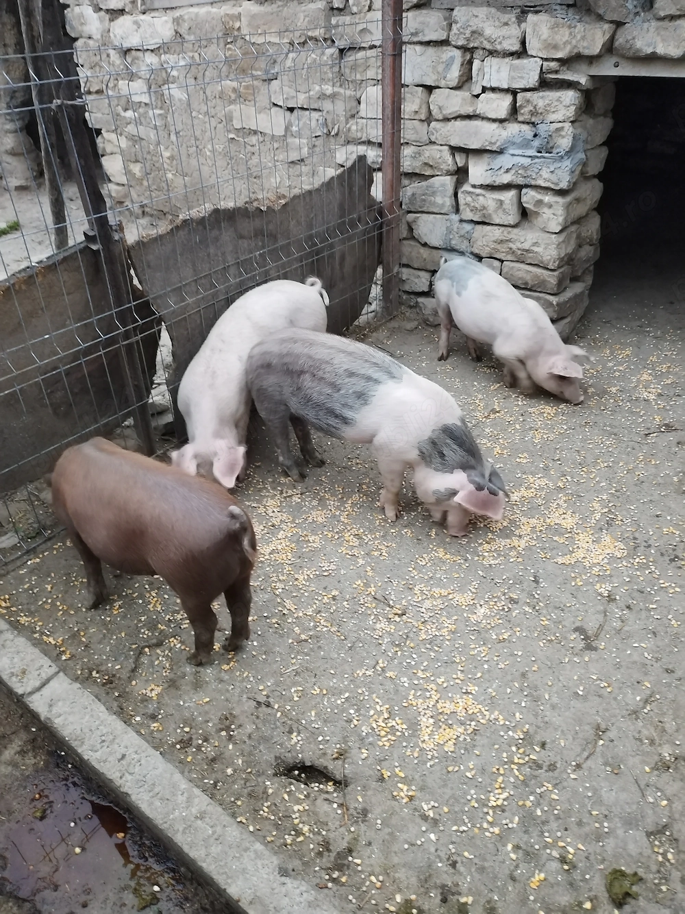 Purcică de vînzare