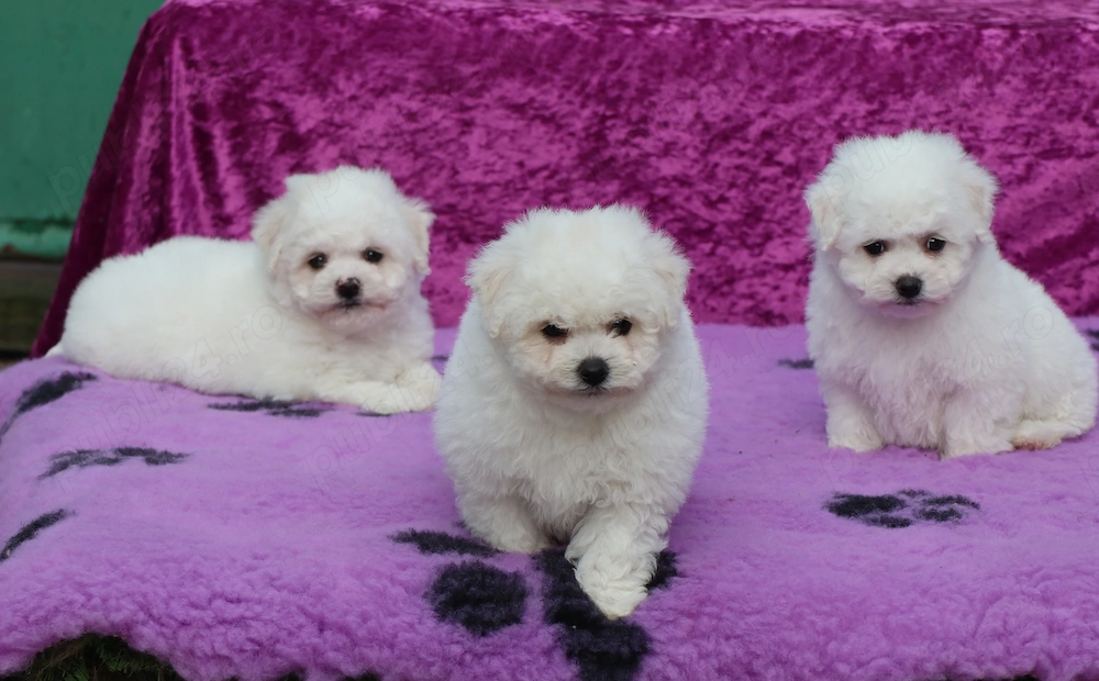 Pui Bichon Frise cu pedigree FCI din parinti campioni in expozitii canine