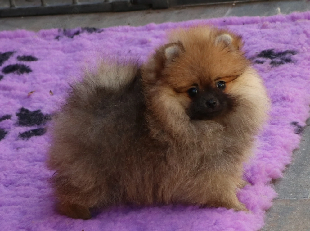 Pui Pomeranian pentru pretentiosi cu pedigree FCI ,posibil pasaport