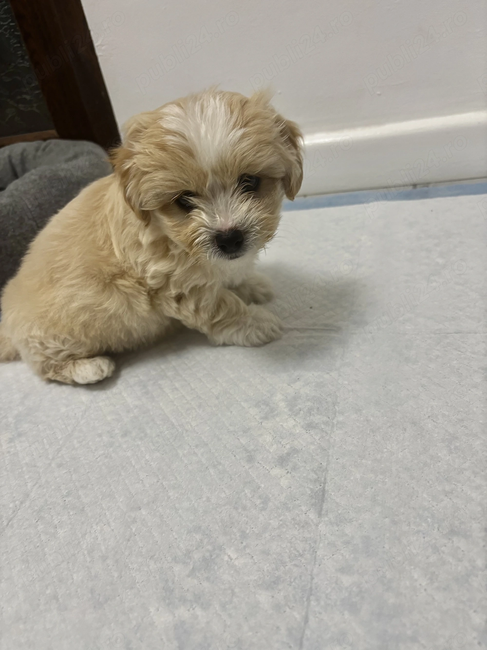Vând bichon 7 săptămâni 