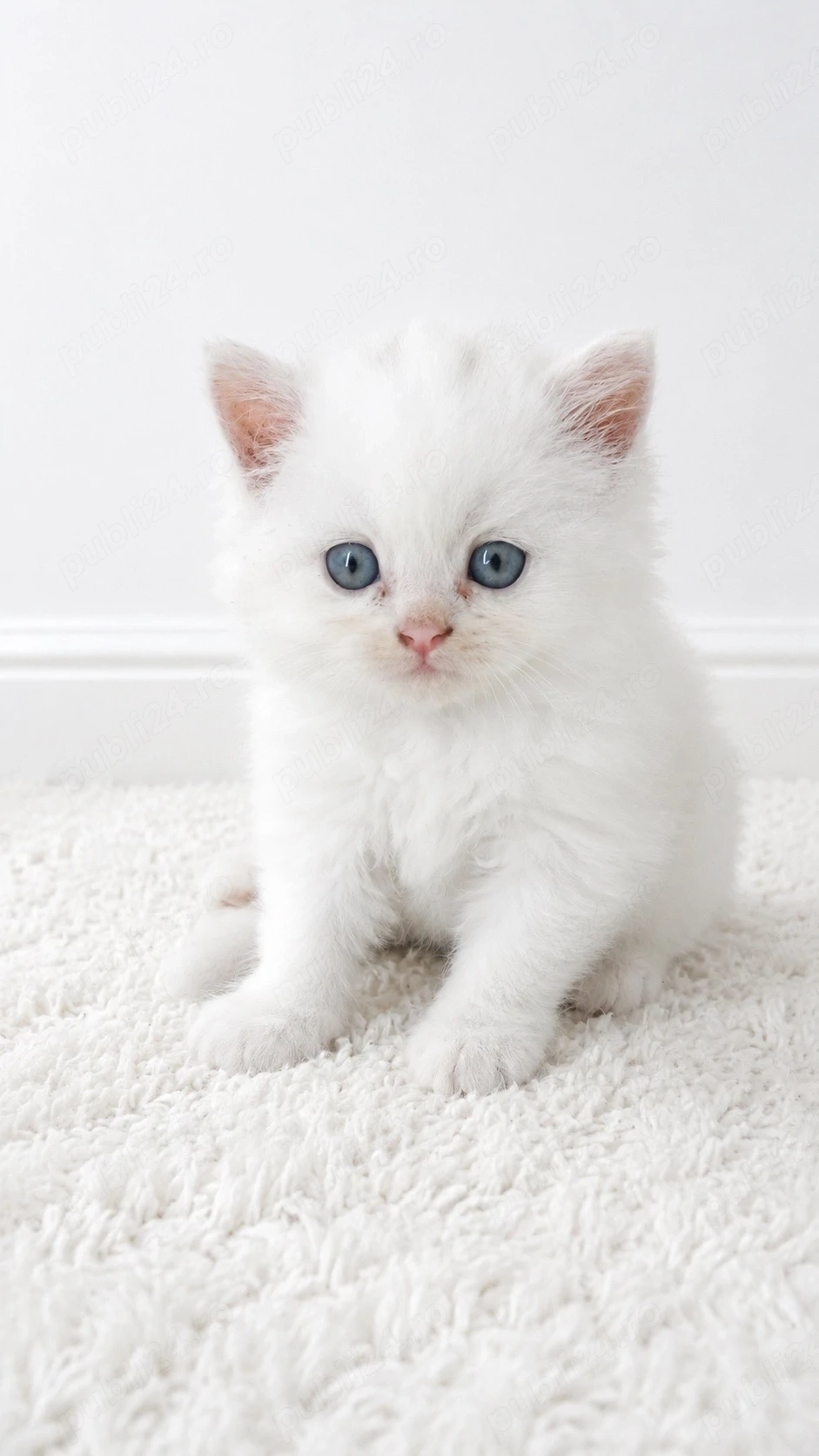 British shorthair white
