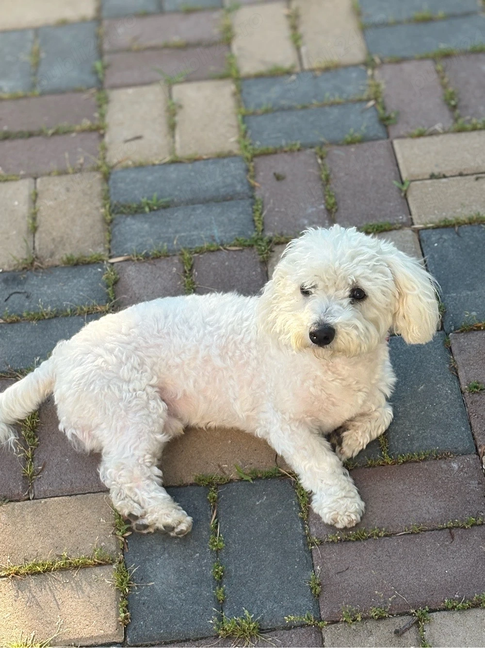 vand bichon baiat 8 luni