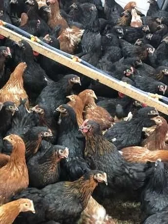 Vand puicute ouatoare negru de moravia