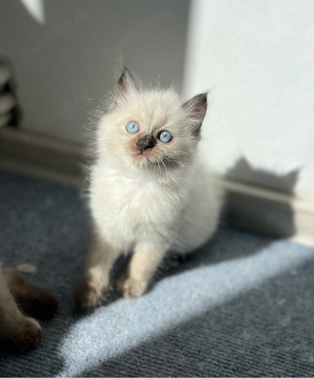 Fetițe Ragdoll