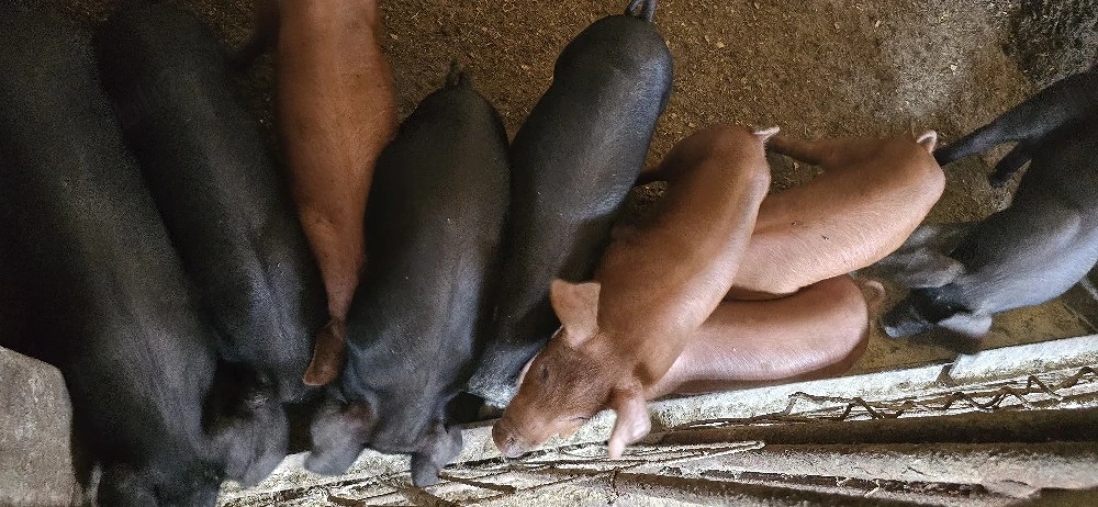 purcei duroc