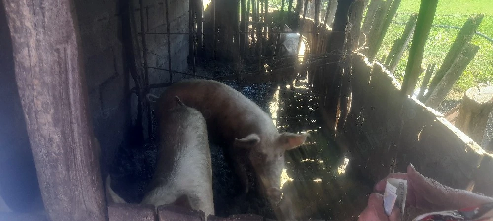 Vând porci pietrain cu marele alb de 80 de kg.