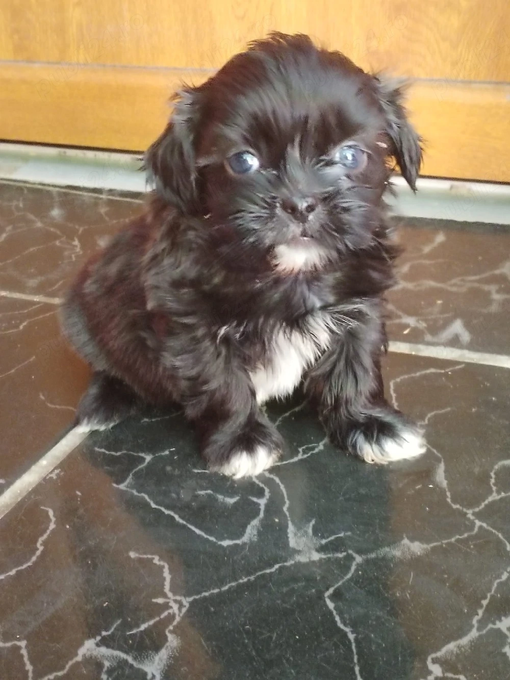 Cățel shih-tzu 