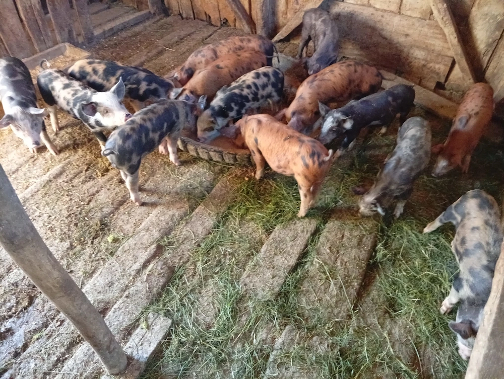 Vand Purcei Duroc de 7 saptamani 