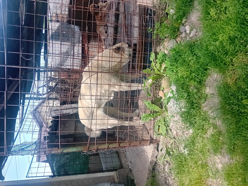 Catea kangal rasa pura