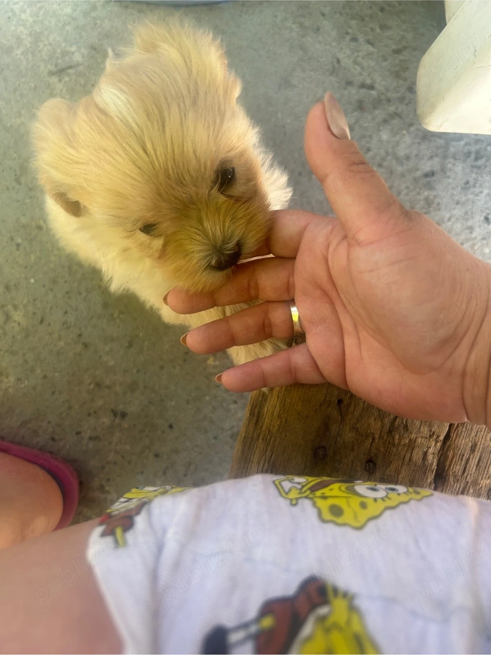 pui de bichon 