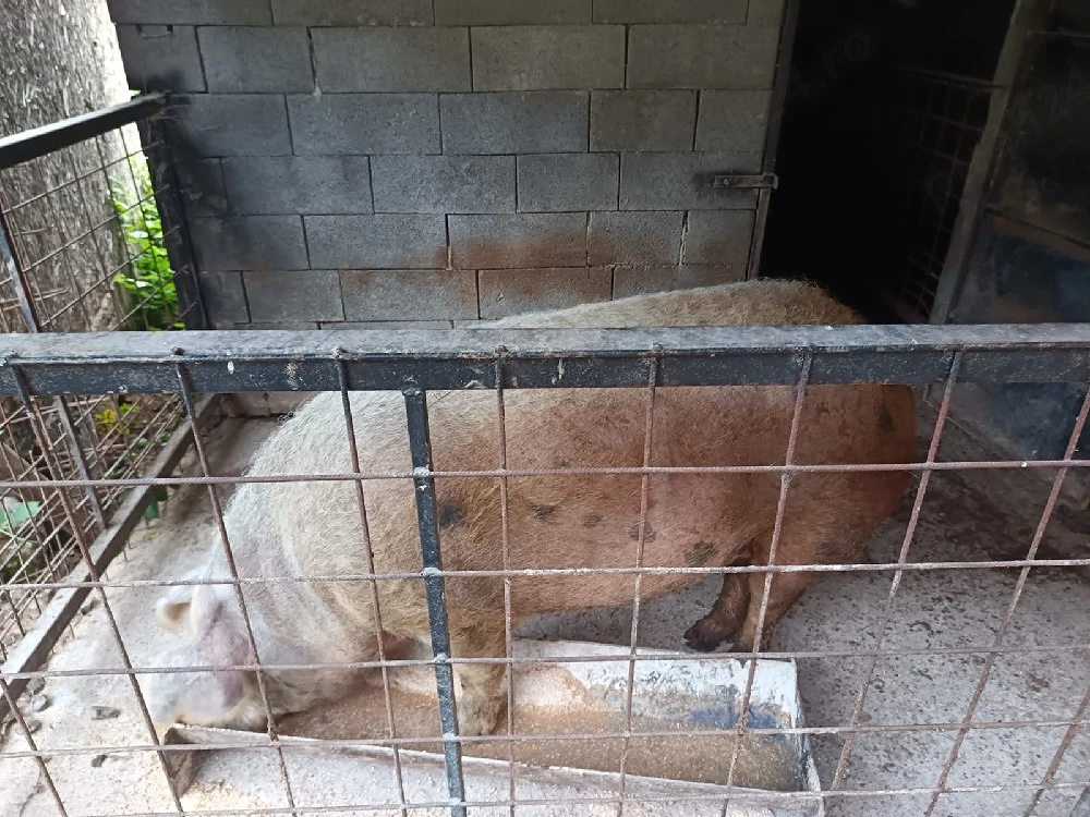 Vând porc pentru tăiat 