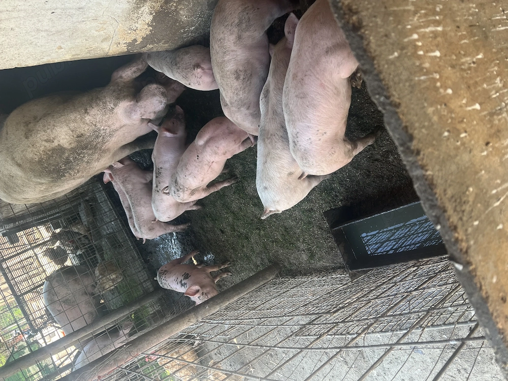 Purcei de vânzare 8 săptămâni 