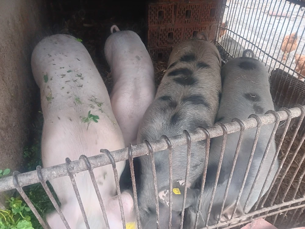 vând porci