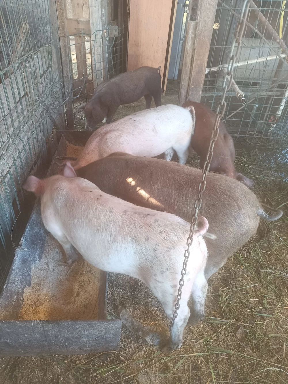 Vând porci 