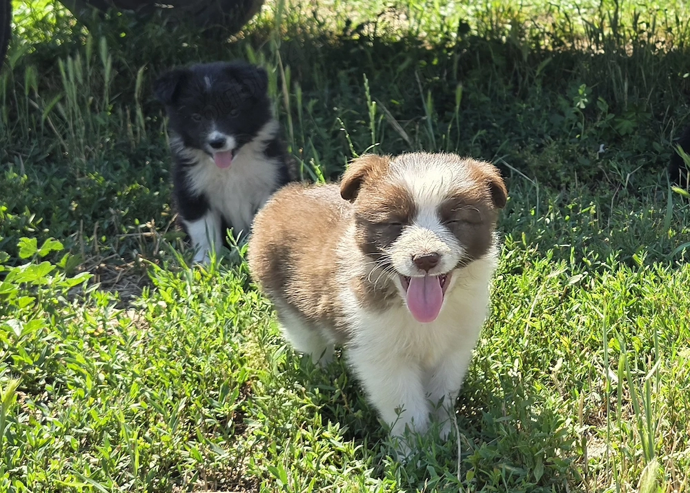 Pui Border Collie pentru stână   turmă